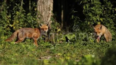两只雄壮的野红狐狸，外阴外阴，面对面地在一片树林的边缘喂食。 他们互相对视